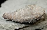 D Cystoid (Holocystites) Fossil - Indiana #17274-1